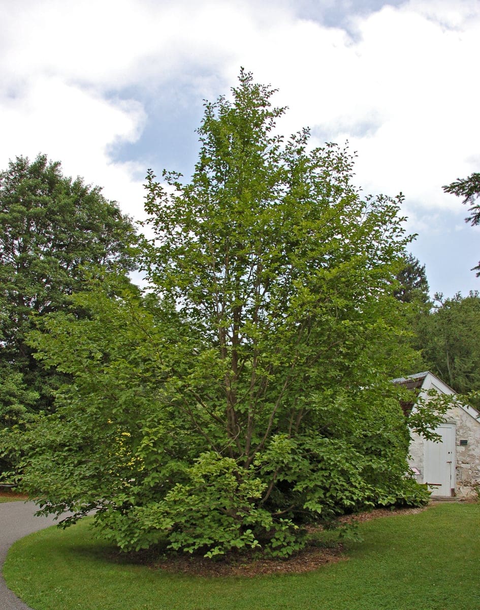 Japanese Stewartia (Stewartia pseudocamellia) — reference photo