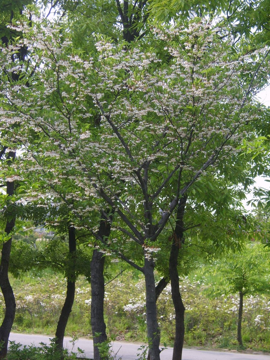 Japanese Snowbell 'Night Fall®' (Styrax japonicus 'Night fall®' new weeping dark leaf snowbell:) — reference photo