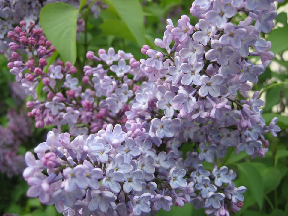 Lilac 'Crimson Doll™' (Syringa 'Crimson doll™') — reference photo