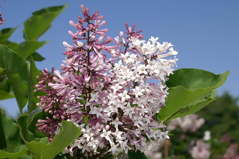 Manchurian Lilac 'Miss Kim' (Syringa patula 'Miss kim'pruned;) — reference photo