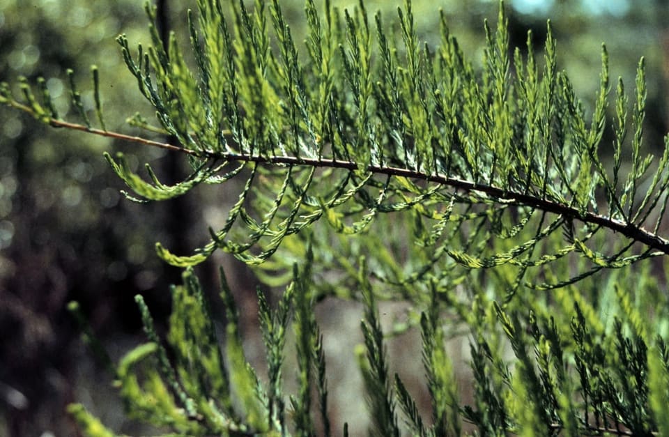 Pond Cypress 'Debonair' (Taxodium ascendens 'Debonair') — reference photo