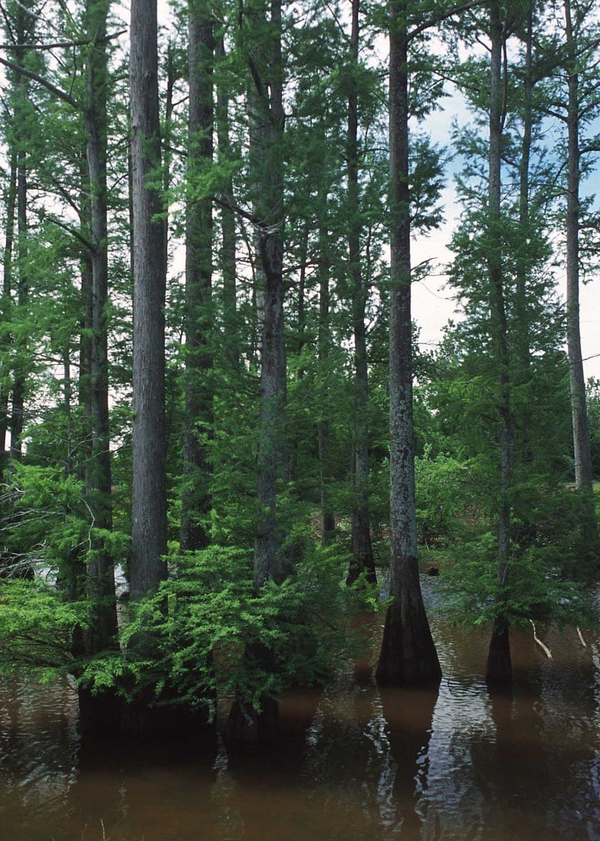 Bald Cypress 'Cascade Falls' (Taxodium distichum 'Cascade falls') — reference photo