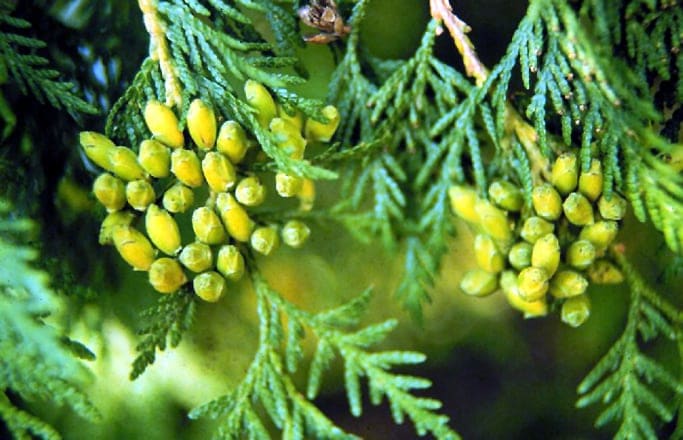 Eastern Arborvitae 'Emerald' (Thuja occidentalis 'Emerald') — reference photo