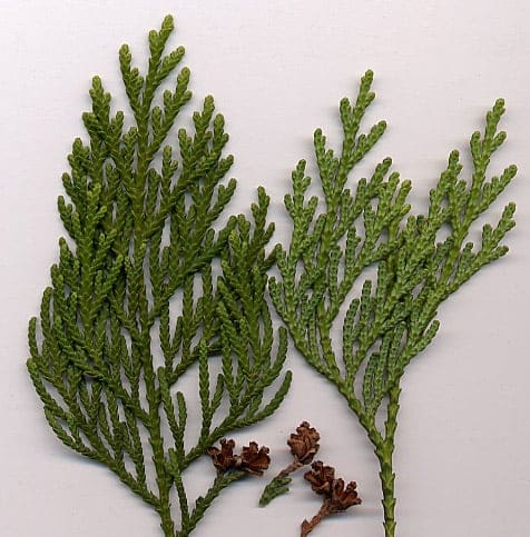 Arborvitae 'Junior Giant' (Thuja standishii × plicata 'Junior giant') — reference photo