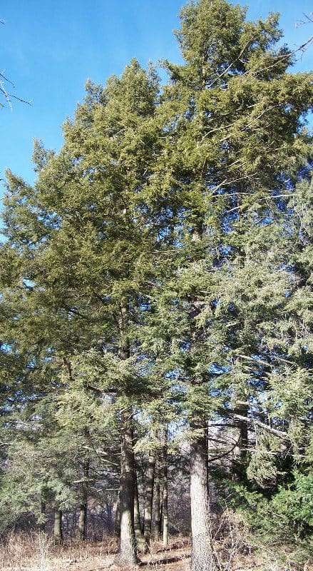 Tsuga Canadensis (Tsuga canadensis 'Moon frost') — reference photo