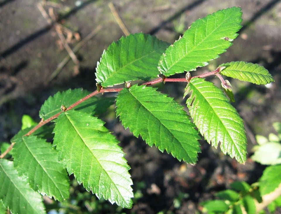 Winged Elm 'Lace Parasol' (Ulmus alata 'Lace parasol') — reference photo