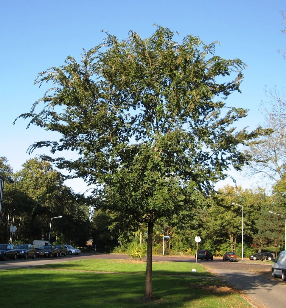 Lacebark Elm 'Everclear®' (Ulmus parvifolia 'Everclear®') — reference photo