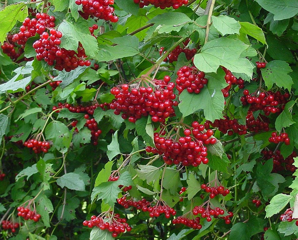 Chindo Viburnum (Viburnum awabuki 'Chindo') — reference photo