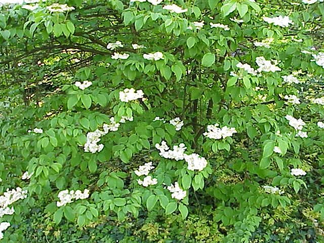 Doublefile Viburnum 'Summer Snowflake' (Viburnum plicatum' summer snowflake') — reference photo