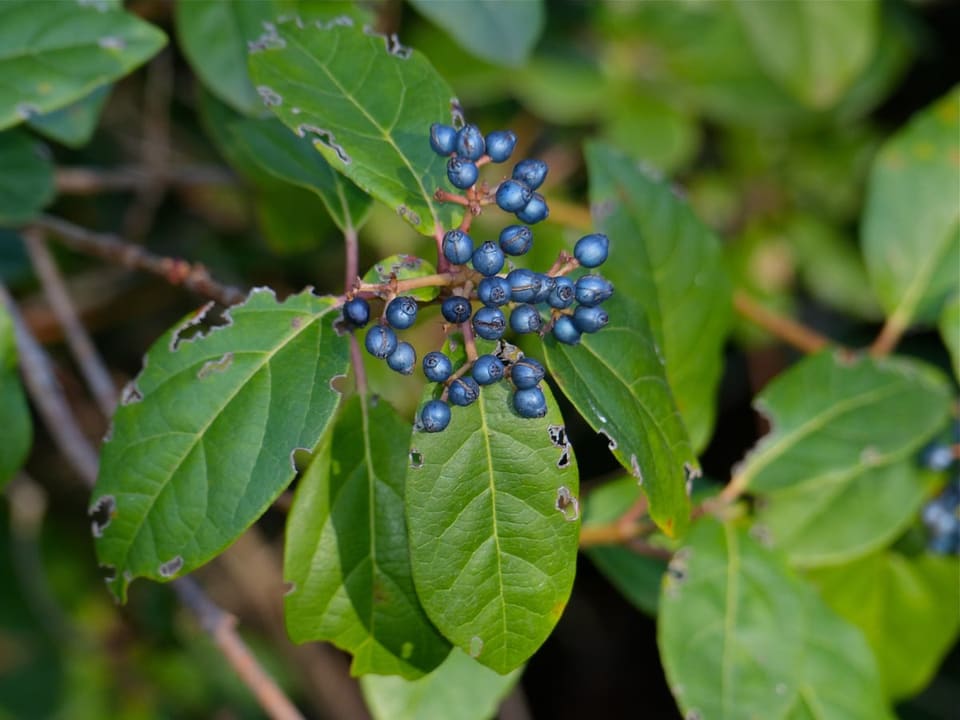 Laurustinus 'Shades of Pink' (Viburnum tinus 'Shades of pink') — reference photo