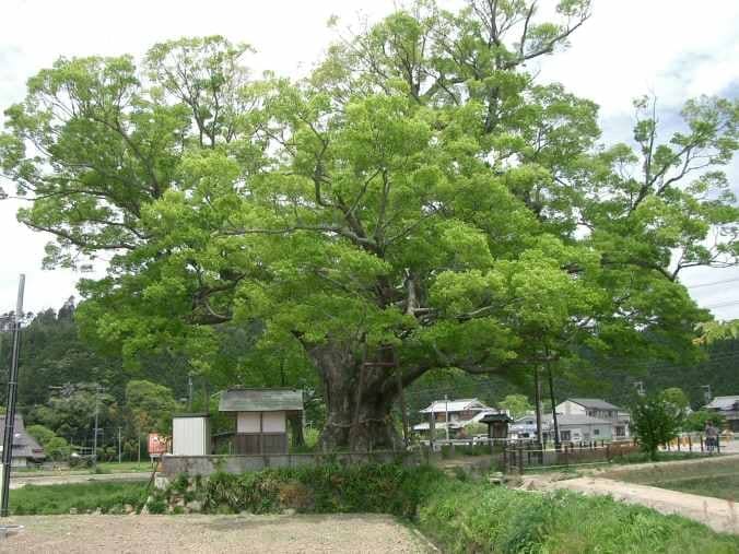 Japanese Zelkova 'Goshiki' (Zelkova serrata 'Goshiki'B/B put into #95;) — reference photo