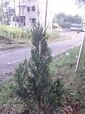 Spartan Juniper (Juniperus chinensis 'Spartan') — reference photo