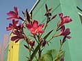 Hardy Red Oleander (Nerium oleander 'Hardy red') — reference photo