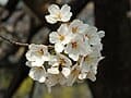Kwanzan Japanese Flowering Cherry (Prunus serrulata 'Kwanzan') — reference photo