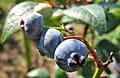Keecrisp Southern Highbush Blueberry (Vaccinium 'FL06-556' pp27771) — reference photo