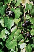 Fry Muscadine Grape (Vitis rotundifolia 'Fry') — reference photo
